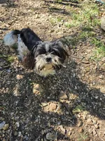 Luke, a male Shih Tzu for sale in Diamond, MO – 10 of 10