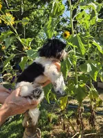 Mark , a male Shih Tzu for sale in Diamond, MO – 5 of 7