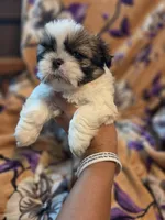 Milo, a male Shih Tzu for sale in Diamond, MO – 10 of 10