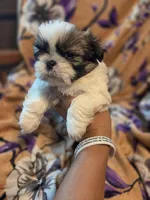 Milo, a male Shih Tzu for sale in Diamond, MO – 6 of 10