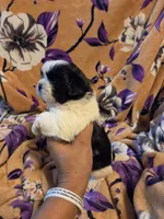 Sam , a male Shih Tzu for sale in Diamond, MO – 4 of 10
