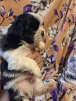 Sam , a male Shih Tzu for sale in Diamond, MO – 6 of 10