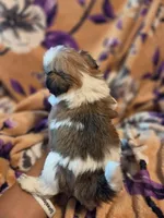 Milo, a male Shih Tzu for sale in Diamond, MO – 4 of 10