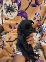 Cleo , a female Chihuahua and Shih Tzu for sale in Diamond, MO – 9 of 10