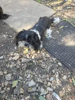 Luke, a male Shih Tzu for sale in Diamond, MO – 9 of 10