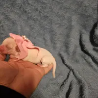 Snow. , a female Chihuahua and Shih Tzu for sale in Diamond, MO – Photo 5 of 6