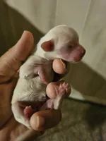 Snow, a female Chihuahua and Shih Tzu for sale in Diamond, MO – Photo 4 of 4