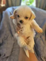 Snow. , a female Chihuahua and Shih Tzu for sale in Diamond, MO – Photo 4 of 6