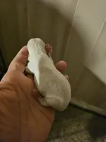 Snow, a female Chihuahua and Shih Tzu for sale in Diamond, MO – Photo 2 of 4