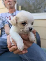 Snow. , a female Chihuahua and Shih Tzu for sale in Diamond, MO – Photo 6 of 6