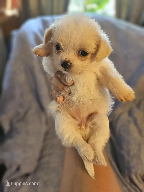 Snow.  – Chihuahua, Shih Tzu puppy for sale in Diamond, MO