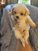 Snow. , a female Chihuahua and Shih Tzu for sale in Diamond, MO – Photo 1 of 6