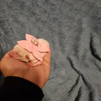 Snow. , a female Chihuahua and Shih Tzu for sale in Diamond, MO – Photo 2 of 6