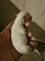 Snow, a female Chihuahua and Shih Tzu for sale in Diamond, MO – Photo 1 of 4