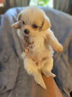 Snow. , a female Chihuahua and Shih Tzu for sale in Diamond, MO – Photo 3 of 6