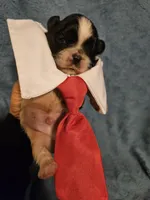 Cookie , a male Shih Tzu for sale in Diamond, MO – Photo 4 of 10