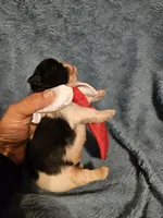 Cookie , a male Shih Tzu for sale in Diamond, MO – Photo 10 of 10