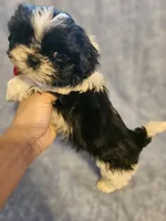 Cookie , a male Shih Tzu for sale in Diamond, MO – Photo 4 of 7