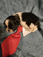 Cookie , a male Shih Tzu for sale in Diamond, MO – Photo 7 of 10