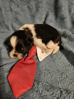 Cookie , a male Shih Tzu for sale in Diamond, MO – Photo 9 of 10