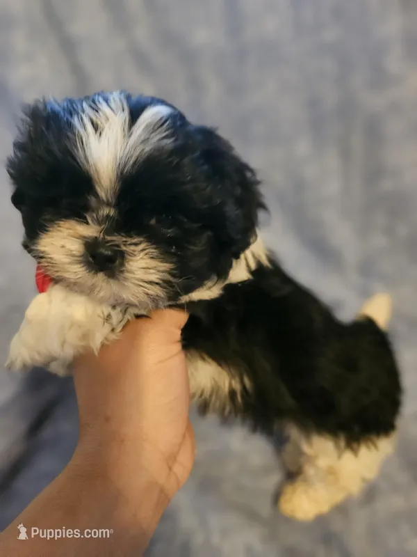 Cookie  – Shih Tzu puppy for sale in Diamond, MO