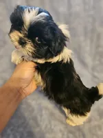 Cookie , a male Shih Tzu for sale in Diamond, MO – Photo 2 of 7