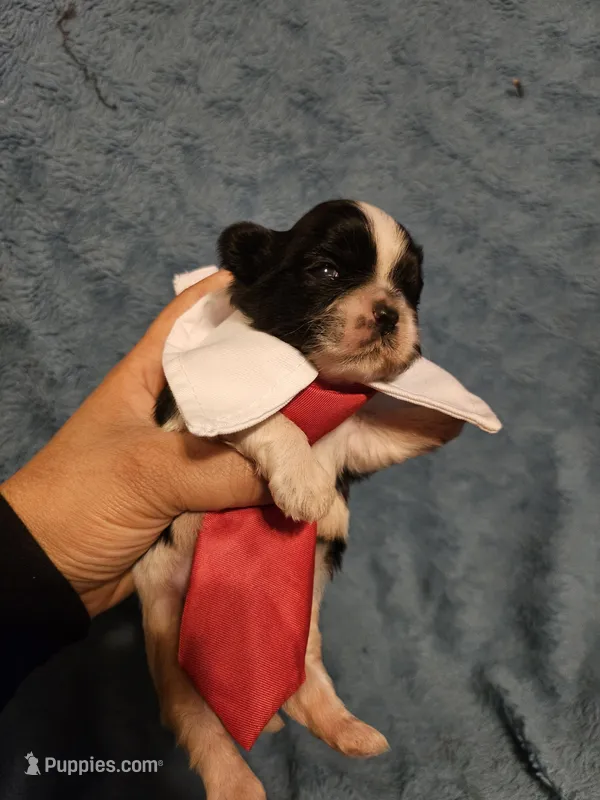 Cookie . – Shih Tzu puppy for sale in Diamond, MO