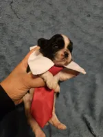 Cookie , a male Shih Tzu for sale in Diamond, MO – Photo 2 of 10