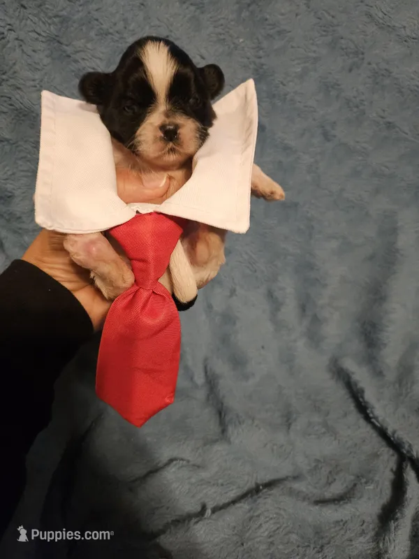 Cookie  – Shih Tzu puppy for sale in Diamond, MO