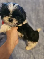 Cookie , a male Shih Tzu for sale in Diamond, MO – Photo 6 of 7