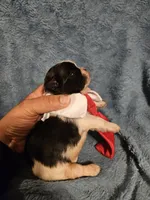 Cookie , a male Shih Tzu for sale in Diamond, MO – Photo 6 of 10