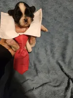 Cookie , a male Shih Tzu for sale in Diamond, MO – Photo 1 of 10