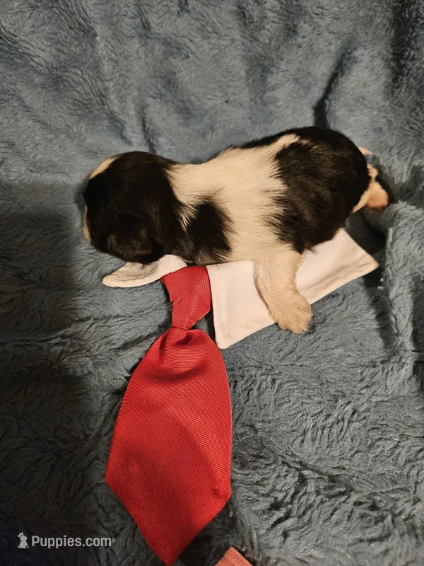 Cookie .. – Shih Tzu puppy for sale in Diamond, MO