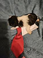 Cookie , a male Shih Tzu for sale in Diamond, MO – Photo 3 of 10