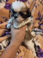 Milo, a male Shih Tzu for sale in Diamond, MO – 3 of 10