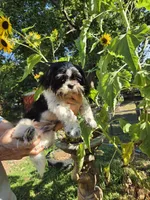 Mark , a male Shih Tzu for sale in Diamond, MO – 7 of 7