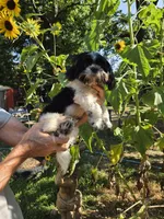 Mark , a male Shih Tzu for sale in Diamond, MO – 4 of 7
