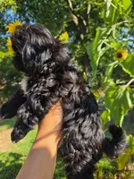 Tiana, a female Shih Tzu for sale in Diamond, MO – 4 of 9