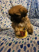 Mr.Big ., a male Shih Tzu for sale in Diamond, MO – Photo 3 of 5