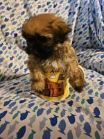 Mr.Big ., a male Shih Tzu for sale in Diamond, MO – Photo 4 of 5