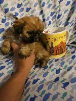 Mr.Big ., a male Shih Tzu for sale in Diamond, MO – Photo 1 of 5