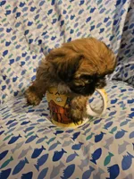 Mr.Big ., a male Shih Tzu for sale in Diamond, MO – Photo 2 of 5