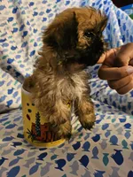 Mr.Big ., a male Shih Tzu for sale in Diamond, MO – Photo 5 of 5