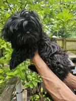 Ollie , a male Shih Tzu for sale in Diamond, MO – 2 of 10