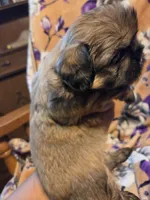 Marcus , a male Shih Tzu for sale in Diamond, MO – 5 of 10