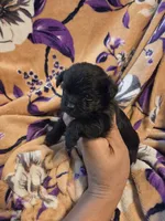 Cleo , a female Chihuahua and Shih Tzu for sale in Diamond, MO – 7 of 10