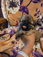 Marcus , a male Shih Tzu for sale in Diamond, MO – 2 of 10