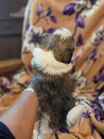 Mateo, a male Shih Tzu for sale in Diamond, MO – 9 of 10