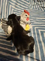 Blue , a male Shih Tzu for sale in Diamond, MO – Photo 3 of 9