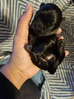 Blue , a male Shih Tzu for sale in Diamond, MO – Photo 4 of 9